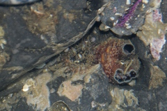 Anthopleura artemisia