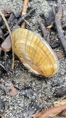 Lampsilis siliquoidea