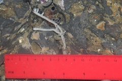 Anthopleura artemisia