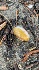 Lampsilis siliquoidea