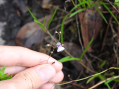 Utricularia hispida