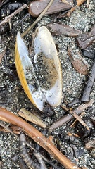 Lampsilis siliquoidea