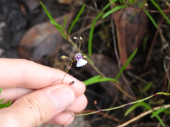 Utricularia hispida