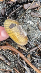 Lampsilis siliquoidea