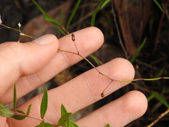 Utricularia hispida