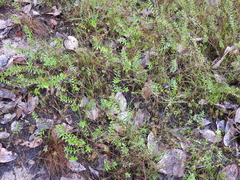 Utricularia hispida