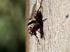 Anthomyia