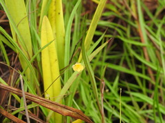 Utricularia hispida