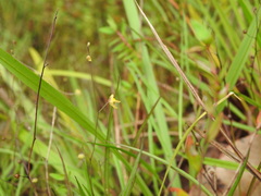 Utricularia hispida