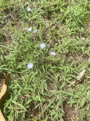 Evolvulus alsinoides