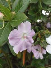 Impatiens sodenii