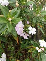 Impatiens sodenii