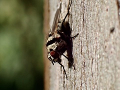 Anthomyia