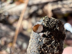 Pseudombrophila cervaria