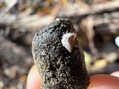 Pseudombrophila cervaria