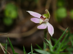Caladenia variegata