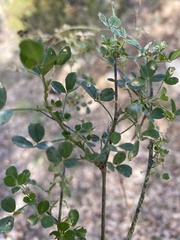 Medicago orbicularis