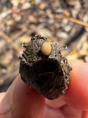 Pseudombrophila cervaria