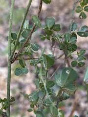 Medicago orbicularis