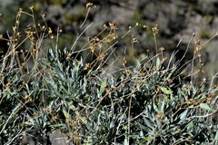Parthenium argentatum