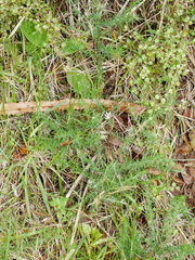 Caladenia variegata