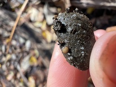 Pseudombrophila cervaria