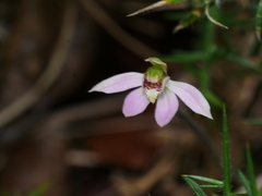 Caladenia variegata