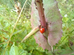 Cycloneda emarginata