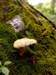 Inocybe geophylla