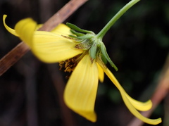 Bidens mitis