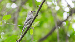 Dicrurus leucophaeus leucogenis