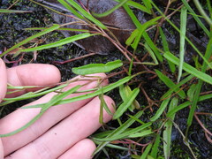 Ipomoea leprieurii