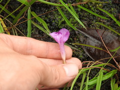 Ipomoea leprieurii