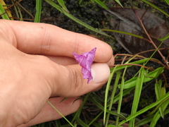 Ipomoea leprieurii