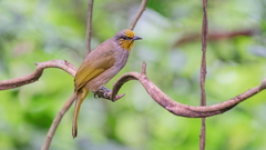 Pycnonotus finlaysoni