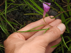 Ipomoea leprieurii
