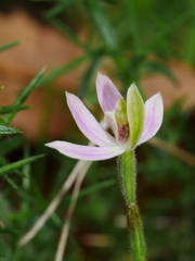 Caladenia variegata