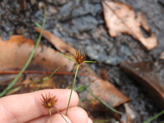 Rhynchospora barbata