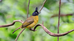 Rubigula flaviventris