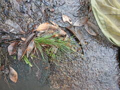 Rhynchospora barbata