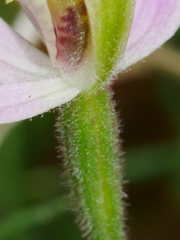 Caladenia variegata