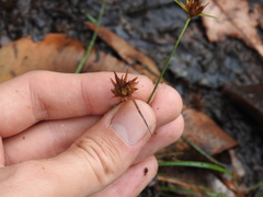 Rhynchospora barbata