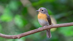 Cyornis sumatrensis