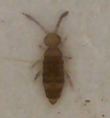 Willowsia nigromaculata