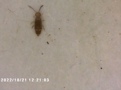 Willowsia nigromaculata