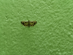 Eurrhyparodes tricoloralis