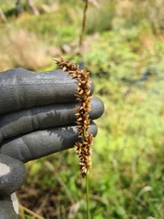 Carex appressa