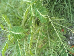 Phyllanthus urinaria