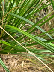 Carex appressa