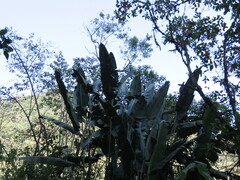 Opuntia cochenillifera
